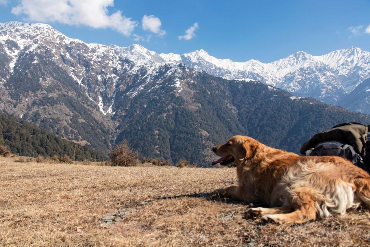 Rakkh Resort, A Member Of Radisson Individuals Retreats Palampur Exterior photo